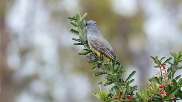 Cassin's Kingbird - ML201792021