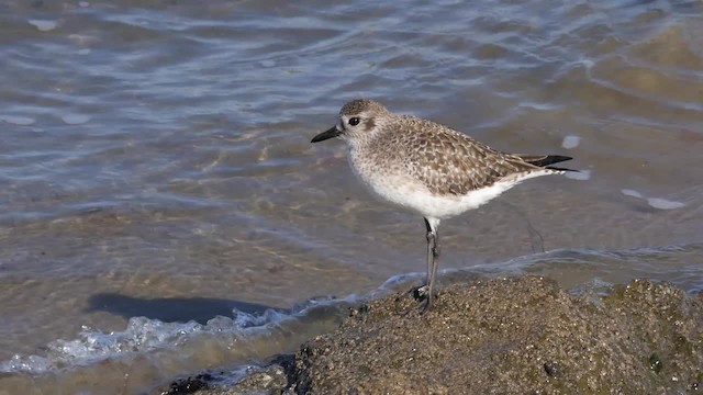 Black-bellied Plover - ML201792061