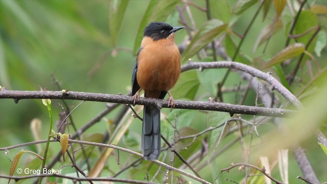 Rufous Sibia - ML201792231