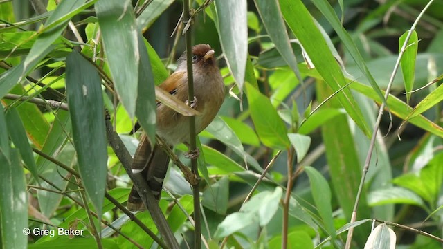 Rusty-fronted Barwing - ML201792251