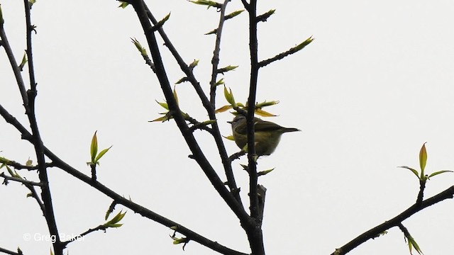 Mosquitero Gorjigrís - ML201792281