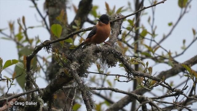 Rufous Sibia - ML201792291