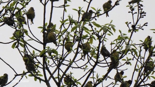 Yellow-breasted Greenfinch - ML201792331