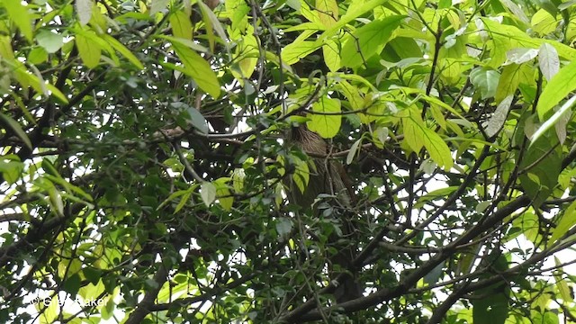 Striated Laughingthrush - ML201792371