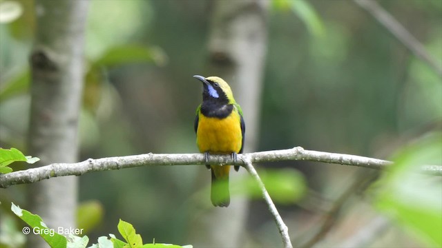 Orangebauch-Blattvogel (hardwickii/malayana) - ML201792411