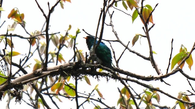 Asian Emerald Cuckoo - ML201792431