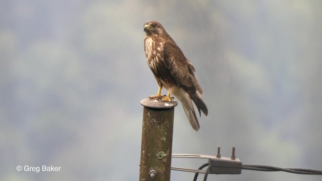 Himalayan Buzzard - ML201792441