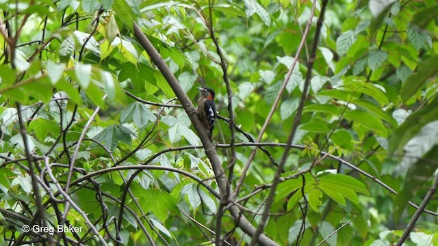 Crimson-naped Woodpecker - ML201792471
