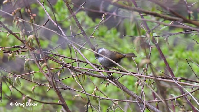 White-browed Fulvetta - ML201792491