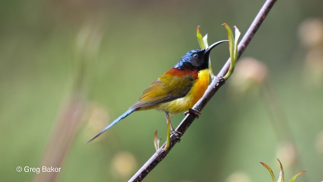 Green-tailed Sunbird (Green-tailed) - ML201792501