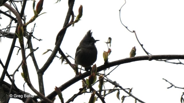 Stripe-throated Yuhina - ML201792521