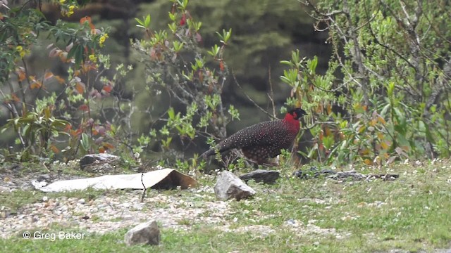 Tragopan satyre - ML201792531
