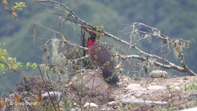 Satyr Tragopan - ML201792541