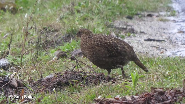 Tragopan satyre - ML201792551