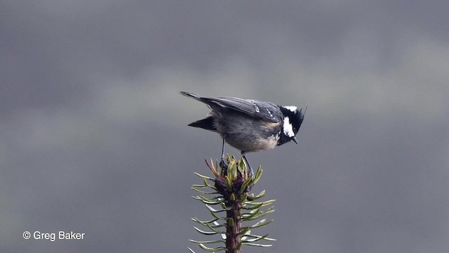 Coal Tit (Himalayan) - ML201792591