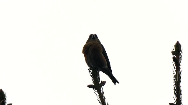 Red Crossbill (Himalayan) - ML201792621