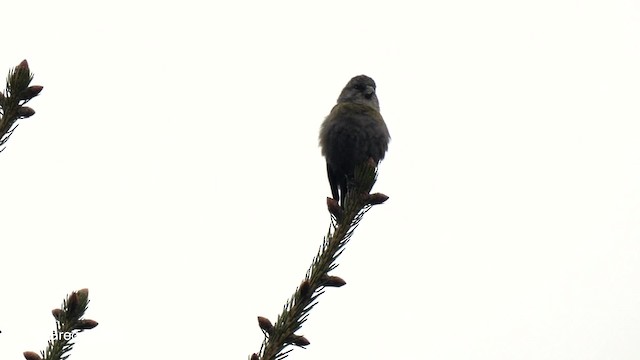 Red Crossbill (Himalayan) - ML201792631