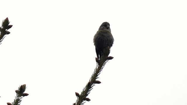 Fichtenkreuzschnabel (himalayensis) - ML201792631