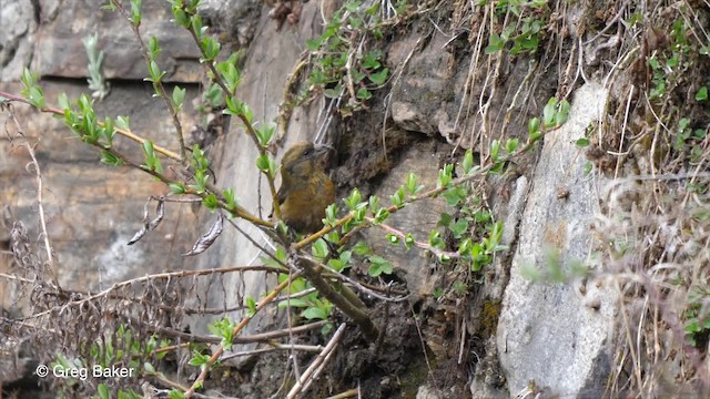 Fichtenkreuzschnabel (himalayensis) - ML201792641