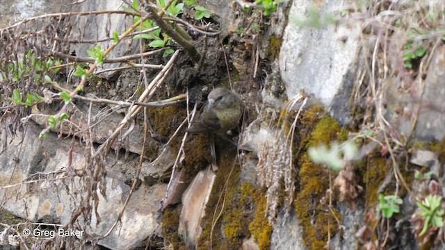 Bec-croisé des sapins (himalayensis) - ML201792651