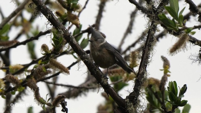 Mésange des bouleaux - ML201792671