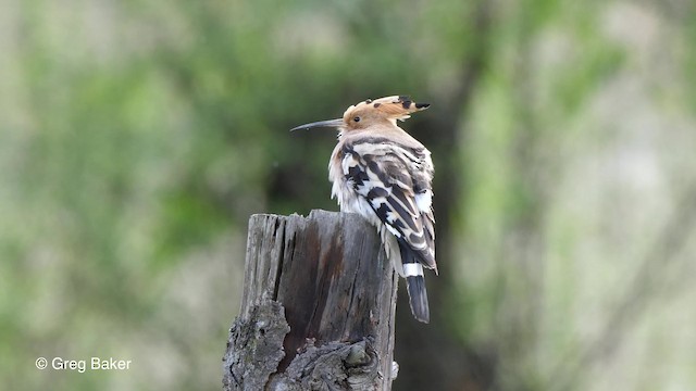 Eurasian Hoopoe (Eurasian) - ML201792681