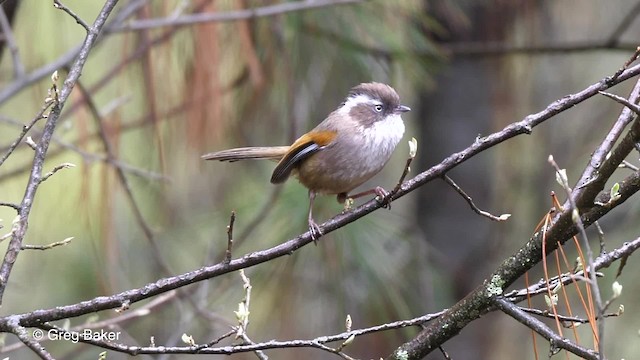 White-browed Fulvetta - ML201792731