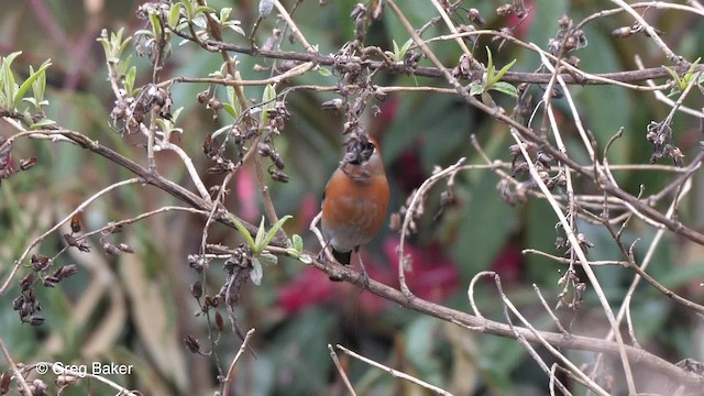 Red-headed Bullfinch - ML201792741