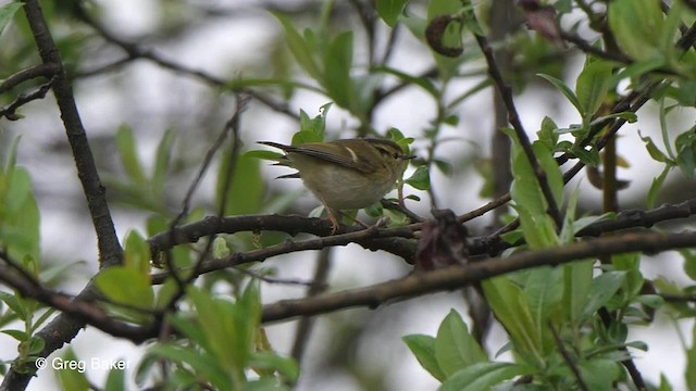 Lemon-rumped Warbler - ML201792751