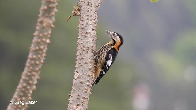 Crimson-naped Woodpecker - ML201792761