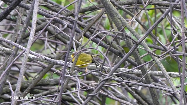 Whistler's Warbler - ML201792771