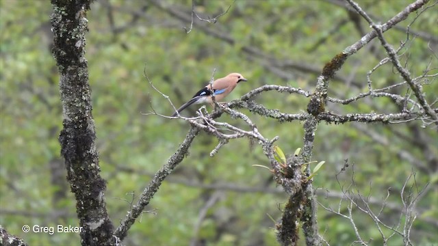 Eurasian Jay (Himalayan) - ML201792781