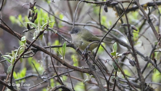 Vireo Alcaudón Verde (xanthochlorus/occidentalis) - ML201792831