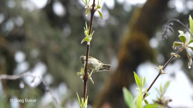 Mésange modeste - ML201792841