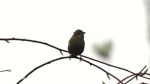 Himalayan White-browed Rosefinch - ML201792851