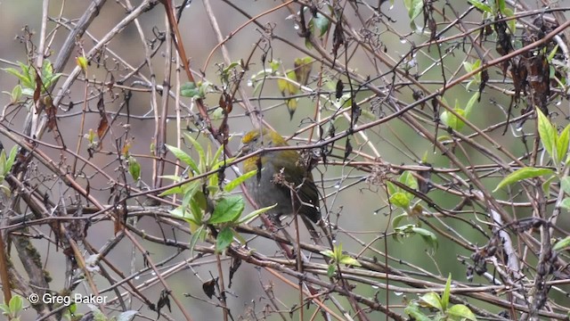 Crimson-browed Finch - ML201792861