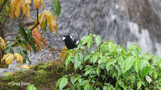 Spotted Forktail - ML201792891