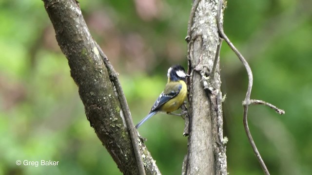 Green-backed Tit - ML201792911