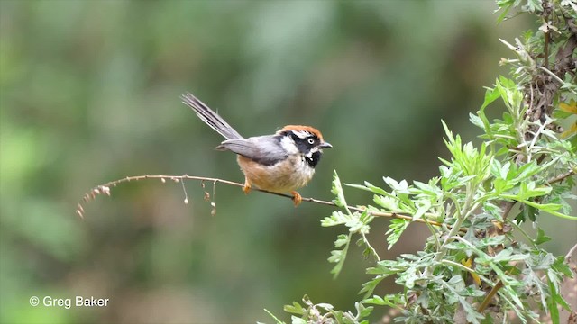 Orite à tête rousse (iredalei/rubricapillus) - ML201792921