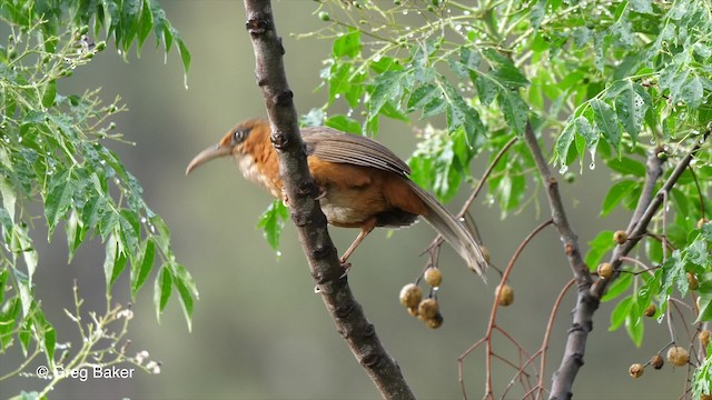 Rusty-cheeked Scimitar-Babbler - ML201792931