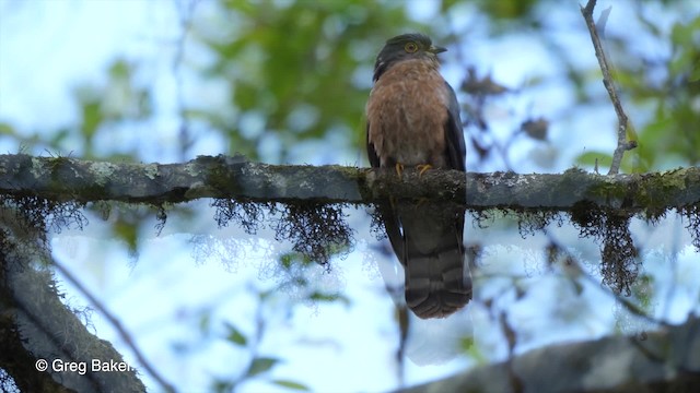 Hodgson's Hawk-Cuckoo - ML201792951