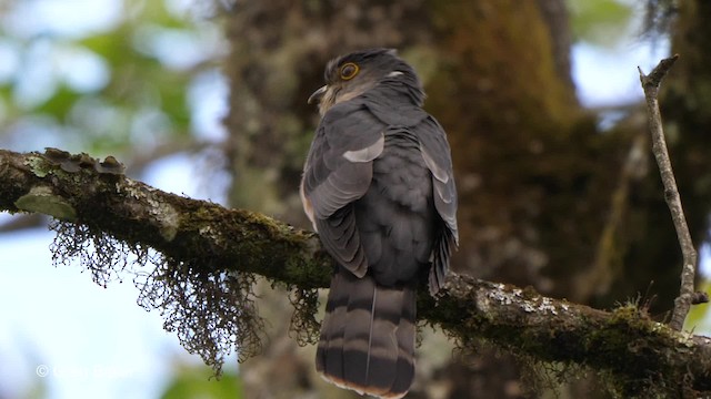 Hodgson's Hawk-Cuckoo - ML201792961