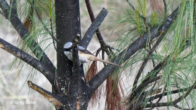 Gray-backed Shrike - ML201792981