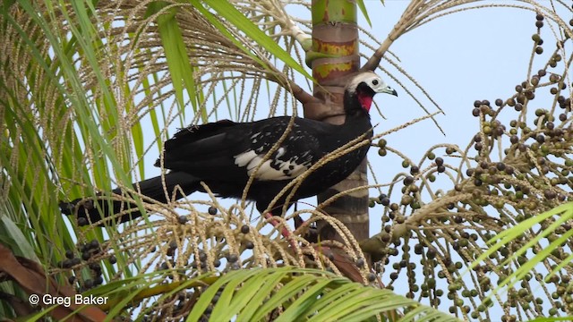 Red-throated Piping-Guan (White-crested) - ML201792991