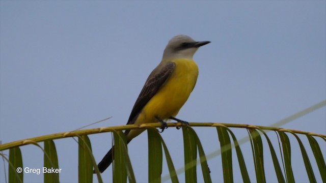 White-throated Kingbird - ML201793001