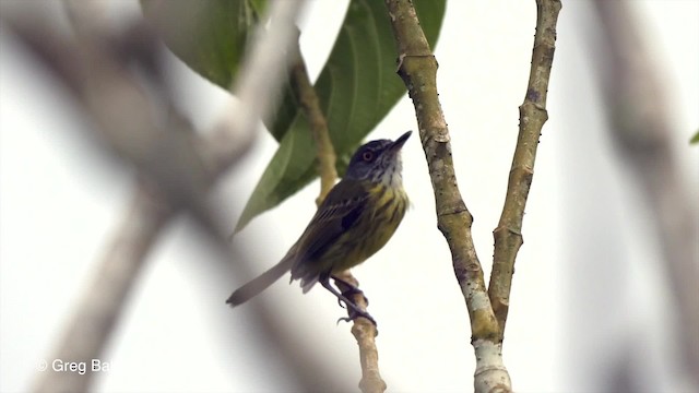 Spotted Tody-Flycatcher - ML201793011