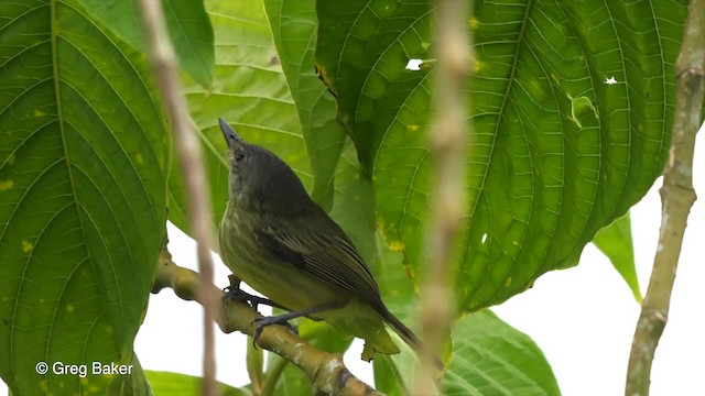 Spotted Tody-Flycatcher - ML201793021