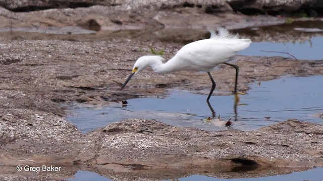 Snowy Egret - ML201793031