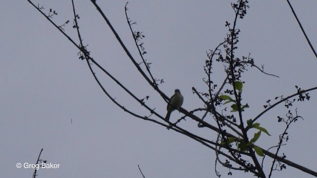 White-lored Tyrannulet - ML201793041