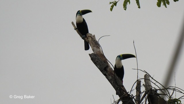 White-throated Toucan (Cuvier's) - ML201793051